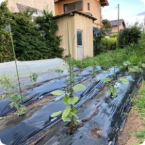 Instagram投稿画像